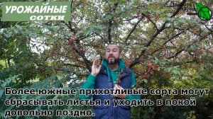 ДЛЯ УРОЖАЯ! Обрезка яблонь и других плодовых деревьев осенью. Когда лучше всего обрезать сад?
