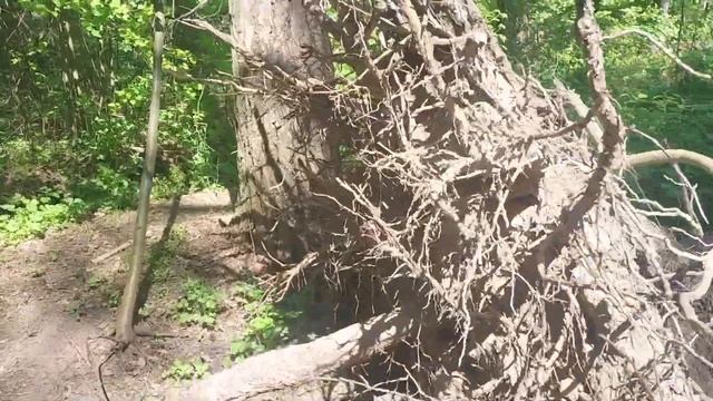 Лучшая почва для кактусов ? смотреть онлайн