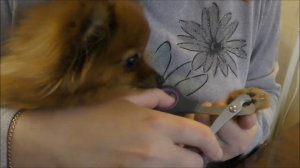 СТРИЖЕМ КОГТИ СОБАКЕ / ШПИЦ / СТРИЖКА КОГОТКОВ