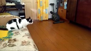 Коты и робот-пылесос. Первое знакомство