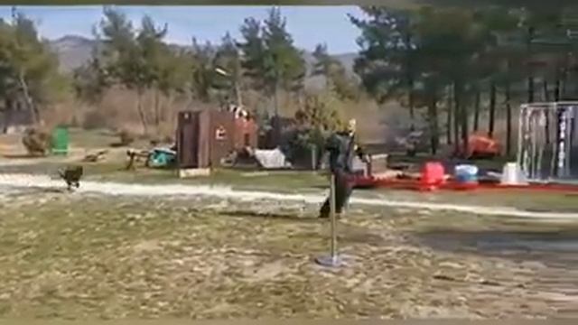 Dutch Shepherd, Herder, голландская овчарка, Хердер смотреть онлайн