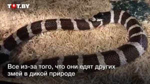 Змея ест сама себя