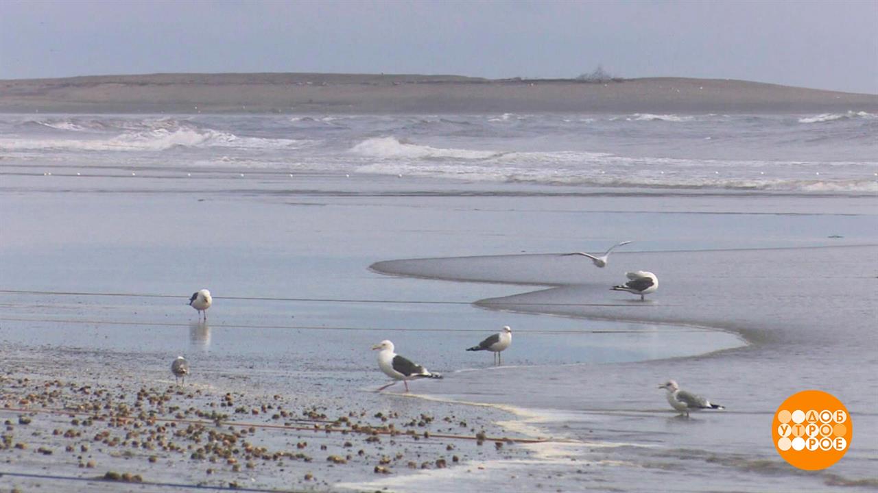Ловись, рыбка! Корзиной... Доброе утро. Фрагмент выпуска от 06.09.2023