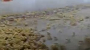 Будушие куры-гриль