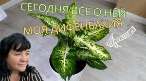 Сегодня всё о моей Дифенбахии (Sublime) ?? Просто Мария