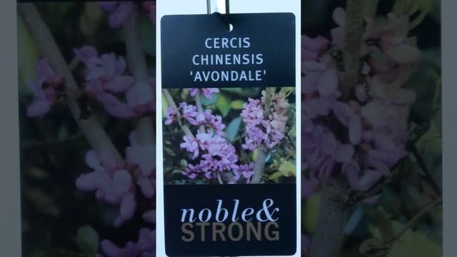 Cercis Chinensis 'Avondale' - Noble & Strong