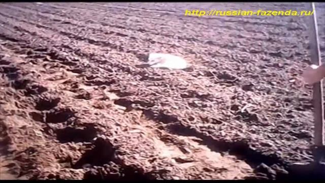 Картошка, как сажать картошку.