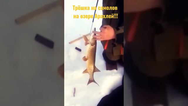 Щука-трёшка на озере Арахлей!!!