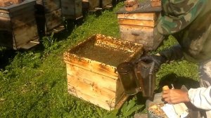 12 й рой по счёту.технология привития с Апироем.