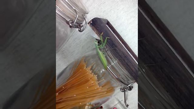 Богомол смотреть онлайн