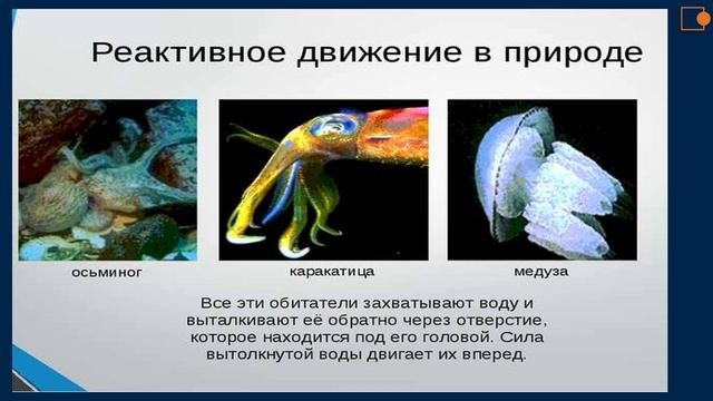 Водные животные. Природоведение