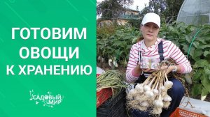 Бабушкин секрет хранения чеснока и лука на зиму.  Ядреный,  будто только с грядки