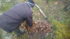 Подготовка куста смородины к зиме.Смородина осенью