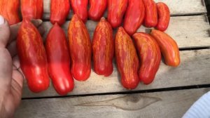 Полосатые помидоры МАТРОСИК. Красивые, длинные, вам понравится!