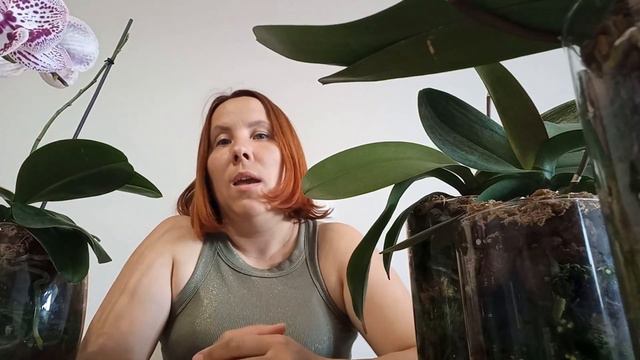 Орхидея  фаленопсис НЕ ЦВЕТЁТ. ПРИЧИНЫ.