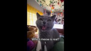 FUNNY CATS MEMES COMPILATION OF 2023 V34