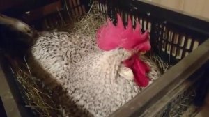 Легбары перед сном