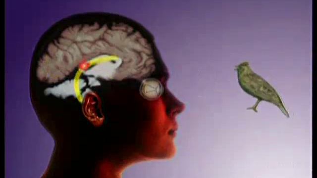 Как мы видим? смотреть онлайн