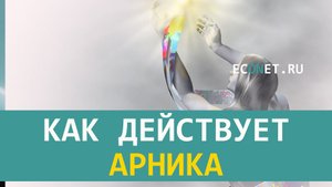 Как действует арника