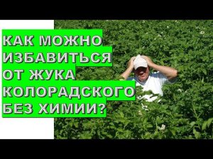 Как можно избавиться от колорадского жука без химии?How can you get rid of the Colorado potato beetl