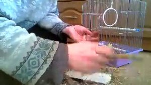 Как надо правильно чистить клетку у попугая Клетка уборка попугаи