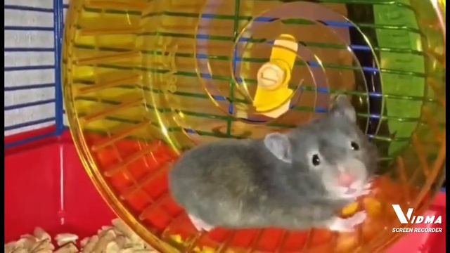 хомяк рычит смотреть онлайн