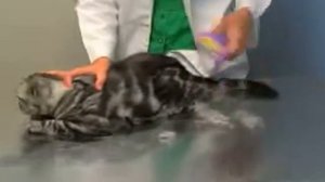 Фурминатор для кошек