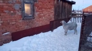 Сенаж козам? Зачем? Поменял рацион питания наших кормилиц!