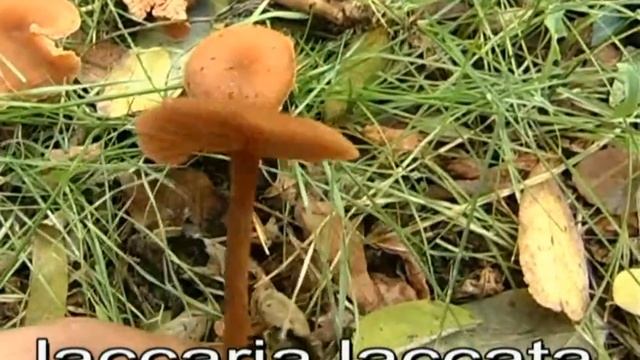 laccaria_laccata.mpeg смотреть онлайн