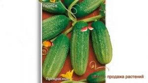 Огурец обыкновенный Вязниковский 37 ? обзор: как сажать, семена огурца Вязниковский 37