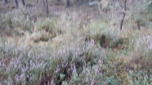 Вересковый мед - миф или реальность?