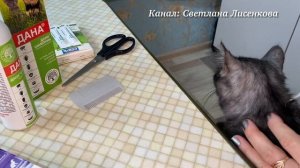Котёнок Лохматик! Капли в холку от блох, обработка котёнка ?!