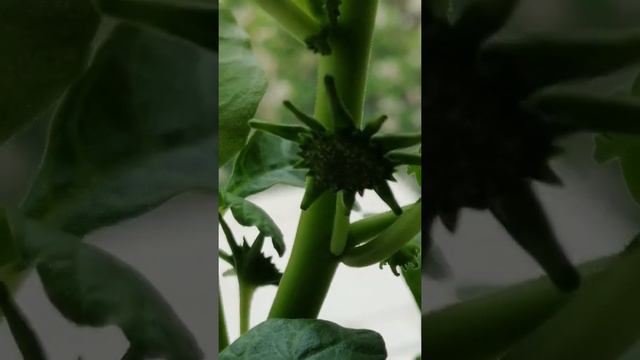 Лето. Мои цветочки. смотреть онлайн