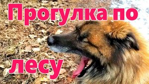 Прогулка по лесу