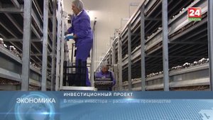 Фабрика по выращиванию шампиньонов в промышленных масштабах открылась в Щучине