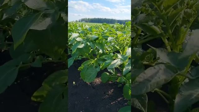 Урожай картофеля 2022. Заявку на поставку можно оформить на нашем сайте: www.kartofelural.ru смотреть онлайн