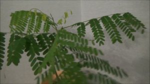 Делоникс королевский в декабре 2016
