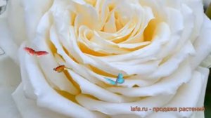 Роза чайно-гибридная Паскаль (rose pascal) ? роза Паскаль обзор: как сажать саженцы розы Паскаль