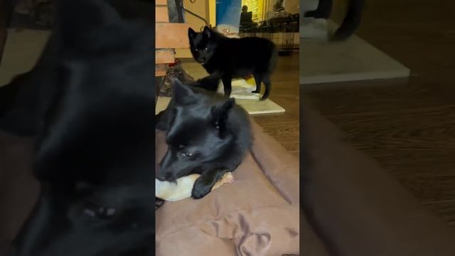 Вот так Бетти охраняет свою кость? #schipperke #puppy #собака #dog #шипперке #схипперке