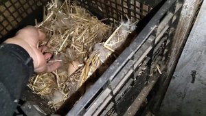 КУРЫ И ИНДОУТКИ / Обзор хозяйства / Сколько несут куры яйц? / индоутки несутся осенью