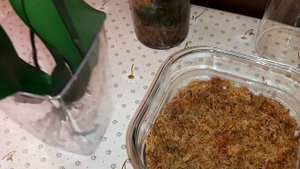 Посадка Орхидеи Andorra в Мох в Закрытую Систему | Обзор Реанимашек