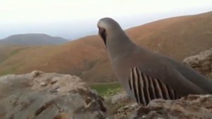 Субх бахайр