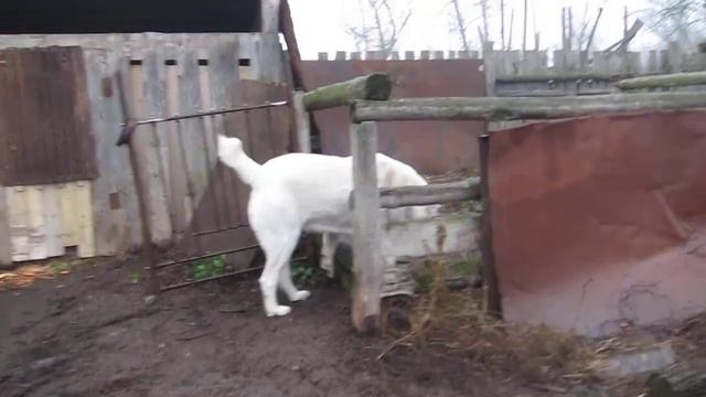 Зар Нияз Белинда смотреть онлайн