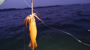 выход в море на кальмара 12.08.2024. Хасанский район.