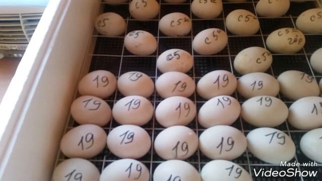 Закладка индоутиных яиц в инкубатор/ Овоскопирование индоутиных яиц на 15 день инкубации/ смотреть онлайн