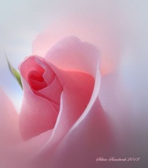 Самое Красивое Поздравление С Юбилеем 50 Лет Женщине