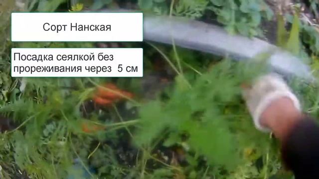 Как убрать морковь с грядки. Самый простой способ ?