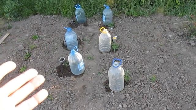 Простой капельный полив из бутылок