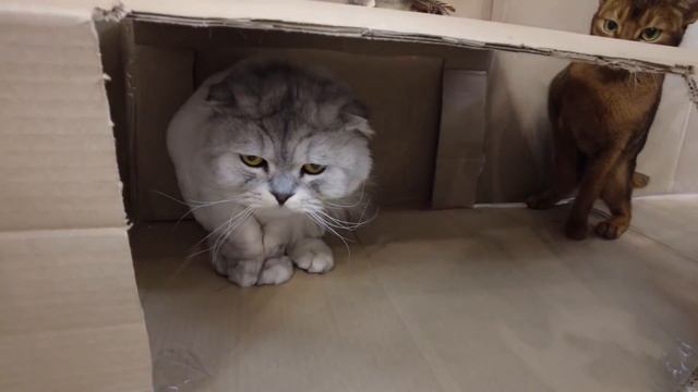 СТРОИМ И УКРАШАЕМ ГИГАНТСКИЙ КАРТОННЫЙ ДОМ ДЛЯ КОТОВ НА НОВЫЙ ГОД!