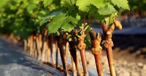 Проращивание черенков винограда